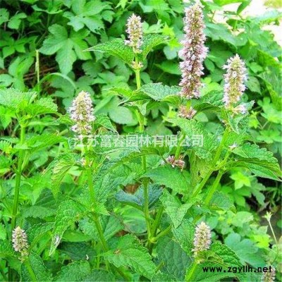 大量出售桑科常綠藤本植物 劈荔 常綠 適用于園林綠化