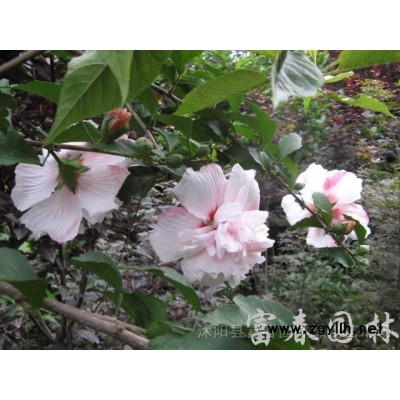 仿真綠雕 制作設(shè)計(jì)景區(qū)大型園林景觀仿真綠雕草皮動(dòng)物植物造型