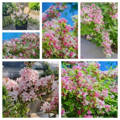 稻草人工藝品干稻草編制藝術手工藝術品稻草人制作 草人藝術品