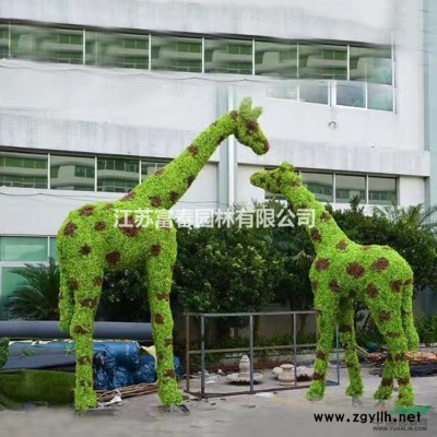 基地直供 水生鳶尾 常綠鳶尾 品種* 凈化水質 各種規格