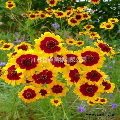 耐寒老樁大花繡球花花苗繡球盆栽苗無盡夏八仙花室內陽臺庭院植物