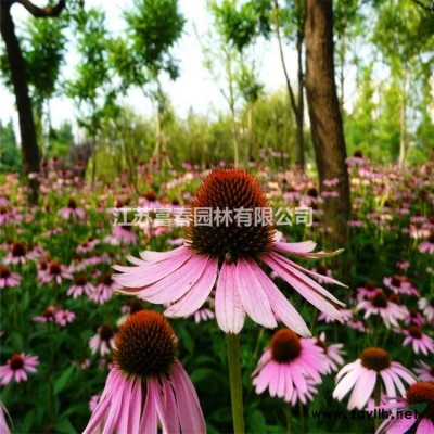 花境植物 紫穗狼尾草加侖盆苗 杯苗 袋苗 大桶苗 產(chǎn)地批發(fā)