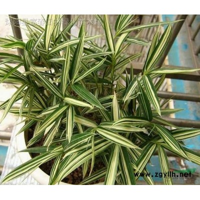 花境植物墨西哥鼠尾草加侖盆苗 杯苗 袋苗 大桶苗 產(chǎn)地批發(fā)
