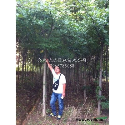 安徽容器紅楓10-18公分，移栽紅楓價格