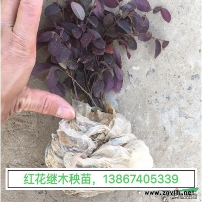 聚草 聚草產(chǎn)地直銷 聚草價格行情