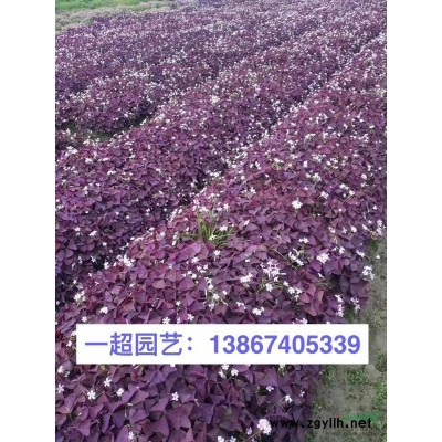 法國冬青 優(yōu)質(zhì)法國冬青苗圃直銷 法國冬青基地價格