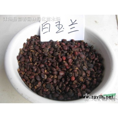 直銷-玉龍草，玉龍草直銷基地，又名地龍、短葉書帶草、短葉沿階