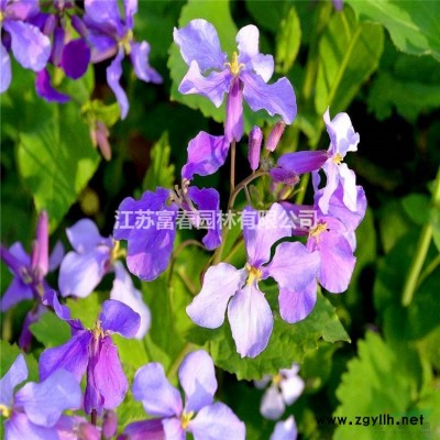 五色草綠雕 動(dòng)植物仿真綠雕 立體花壇 可定制的環(huán)保綠雕