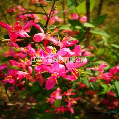 批發(fā)供應(yīng)挪威槭小苗 耐寒彩葉苗 紅國(guó)王挪威槭 苗木*