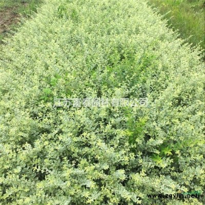 塑料浮島_購(gòu)買(mǎi)人工浮島哪里便宜_綠化效果圖大全