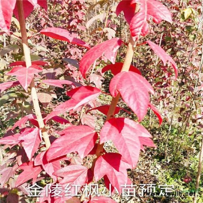 基地直銷 矮生翠蘆莉 藍花草 蘭花草 園林綠化植物