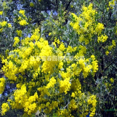 園林喬木-大國槐，國槐苗，又名 槐樹、槐蕊、豆槐、白槐