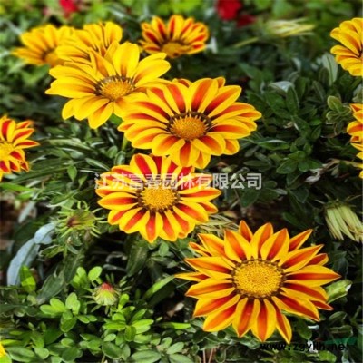 仿真綠雕 花園動物植物擺件綠雕工藝品綠雕 仿真景觀戶外擺件