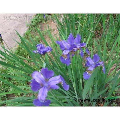 海面種植浮島_哪里買人工生態浮島_水上綠化工程