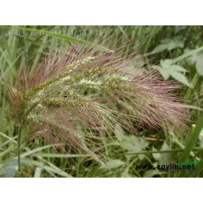 植物綠雕塑景區(qū)定做定制動(dòng)物卡通景觀綠雕公園室外仿真工藝品