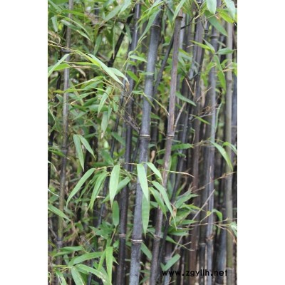 人物卡通稻草人制作干稻草工藝品稻草人雕塑 防腐稻草人草編藝術