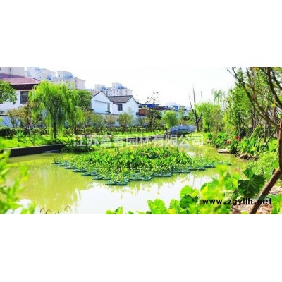 毛地黃釣鐘柳 直供多年生常綠宿根花卉冬季紫紅葉耐熱花境花園