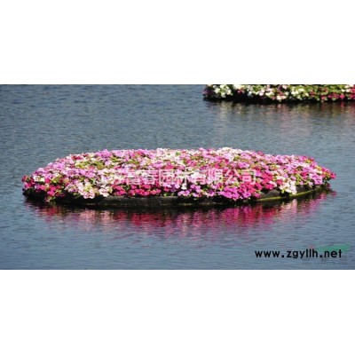 大吳風草 苗圃基地直供水生植物草花地被園林綠化工程綠化苗木