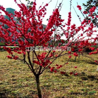 花境植物 小兔子狼尾草加侖盆苗 杯苗 袋苗 大桶苗 產(chǎn)地直銷