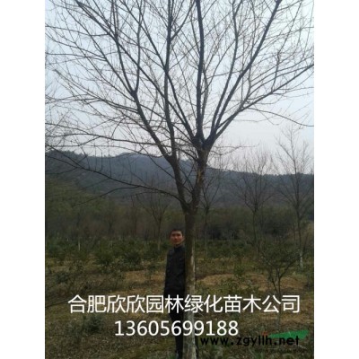 安徽合肥肥西供應(yīng)1-50公分構(gòu)樹、合肥構(gòu)樹價格、肥西構(gòu)樹報價