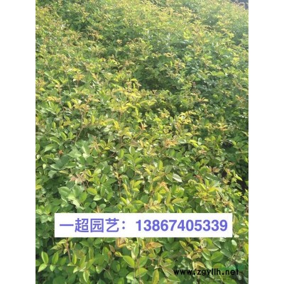 黃馨 黃馨小苗 精品黃馨價格