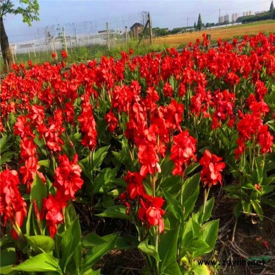 吉祥草，吉祥草苗，別名松壽蘭，小葉萬年青，竹根七，蛇尾七