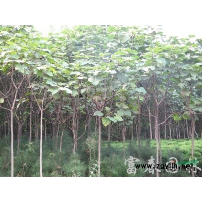 常綠灌木-茶花，茶花苗，茶花直銷基地，又名海石榴、曼陀羅