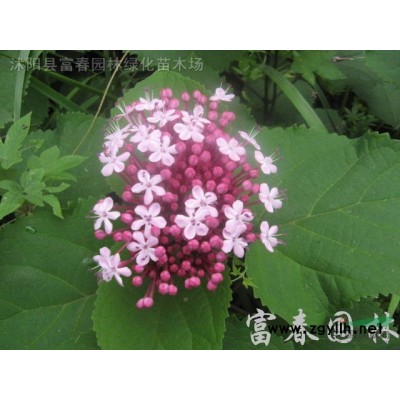 仿真植物雕塑景觀定做 動(dòng)物植物造型仿真綠雕景觀 花綠雕定
