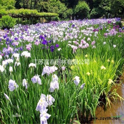 仿真稻草人 仿真稻草人工藝品廠家 仿真稻草人手工藝術(shù)品定制