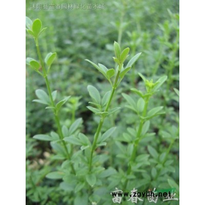批發稻草人工藝品稻草人玩偶卡通人物造型百變卡通防腐草編可定制