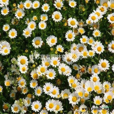 稻草人工藝品 草人藝術 干稻草編制藝術 稻草人藝術純手工