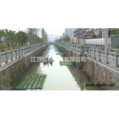 小葉蚊母 土球好 冠幅好 花灌木 地被 色塊類 草花類