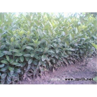 園林景觀綠植雕塑 人物動(dòng)物卡通造型綠雕  仿真綠植造型雕塑