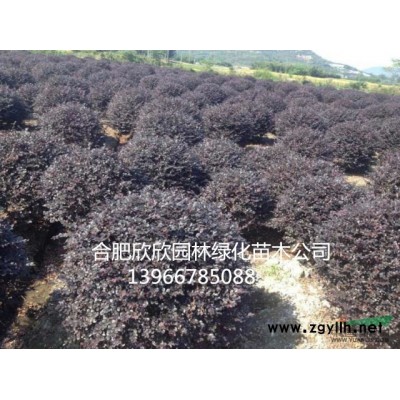 安徽合肥肥西欣欣園林供應(yīng)1-20公分梅李、李子樹供貨商