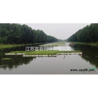 園林喬木-垂絲海棠，垂絲海棠小苗，又名海棠、海棠花、垂枝海棠