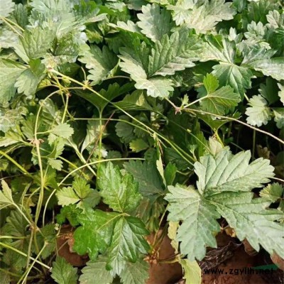 水生植物睡蓮，睡蓮苗，別名子午蓮、水芹花、瑞蓮、水洋花、小蓮