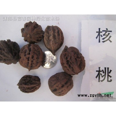 蜀檜，蜀檜球，蜀檜小苗，別名檜柏，塔柏，蜀檜價格