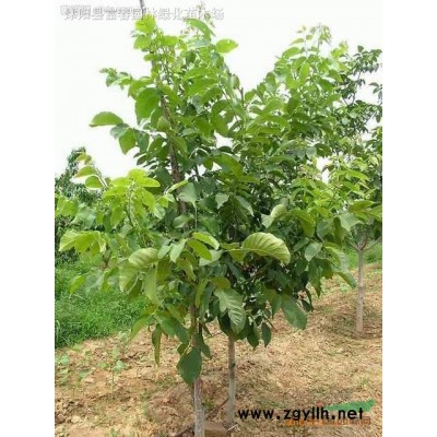 水生植物花葉蘆竹，花葉蘆竹苗，別名斑葉蘆竹,彩葉蘆竹，水生植