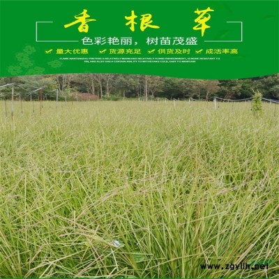 水生植物-再力花，再力花苗，別名水竹芋、水蓮蕉、塔利亞