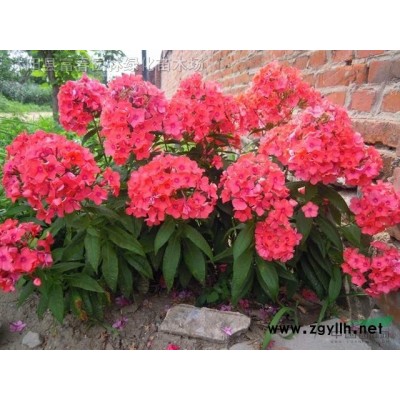 綠色植物雕 可定制植物景觀綠雕 仿真綠雕城市公園小區