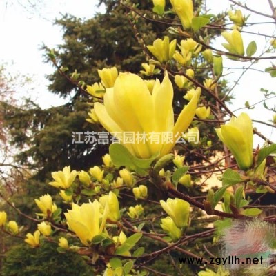 廠家制作仿真植物綠雕工藝品仿真人物 雕塑仿真園林雕塑