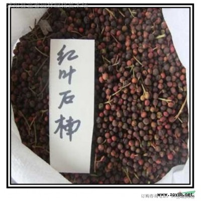 玉蟬花 水生植物玉蟬花 基地直銷 歡迎選購