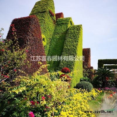 圓錐繡球 盆栽 喬木 繡球花 盆栽 花卉陽臺花園植物