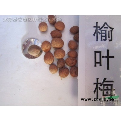 產(chǎn)地直銷 批發(fā)價格花境植物 矢羽芒加侖盆苗 杯苗袋苗 大桶苗