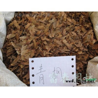 花境植物 紫葉狼尾草加侖盆苗 杯苗 袋苗 大桶苗 產(chǎn)地批發(fā)