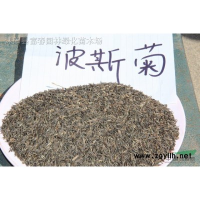 花境植物大麻葉澤蘭加侖盆苗 杯苗 袋苗 大桶苗 產(chǎn)地批發(fā)價格