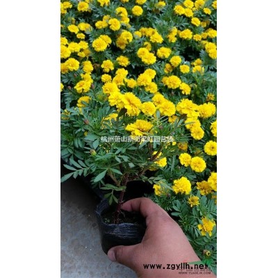 含笑，含笑球，含笑球供應，2020年含笑球價格，蕭山苗木