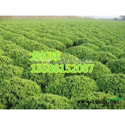 火棘色塊苗及小毛球  大小精品火棘球