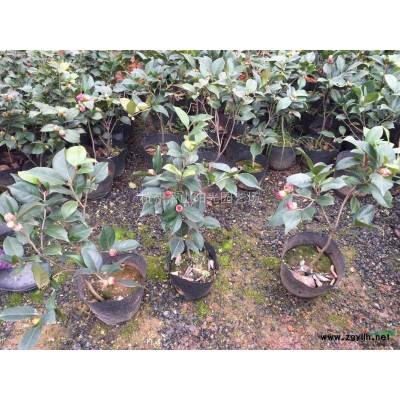 金焰繡線菊色塊苗