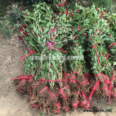 梅花樹(shù)苗基地 梅花樹(shù)價(jià)格 梅花樹(shù)圖片 觀賞風(fēng)景樹(shù)苗木
